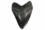 Black, Fossil Megalodon Tooth - South Carolina #160253-1